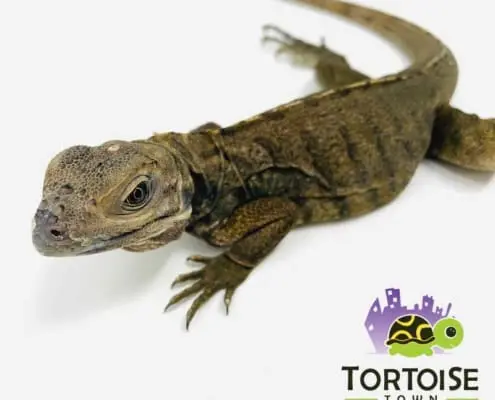 Rhinoceros iguana for sale