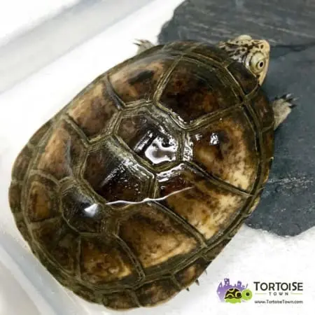 west African sideneck turtle for sale