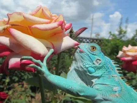 blue iguanas for sale
