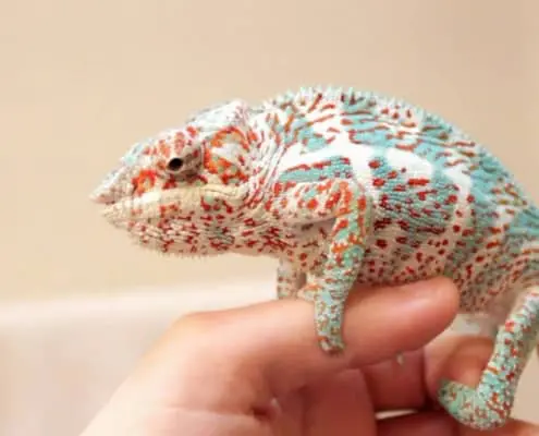 Nosy Faly Panther Chameleon
