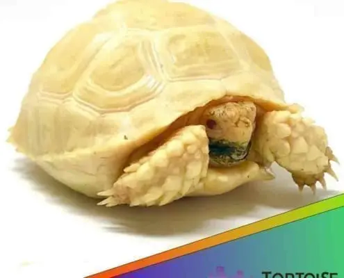 Albino Sulcata tortoise