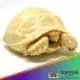 Albino Sulcata for sale