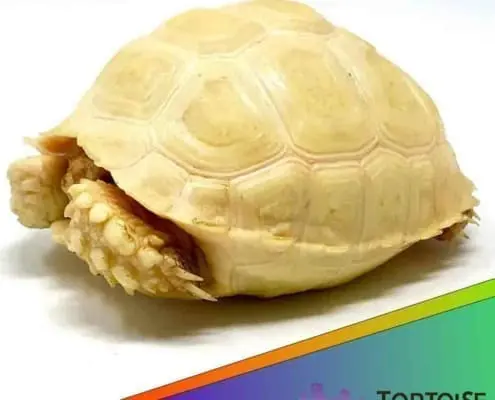 Albino Sulcata