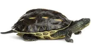 aquatic turtles