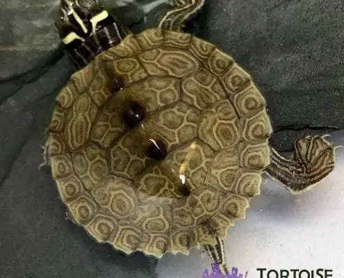 baby map turtle