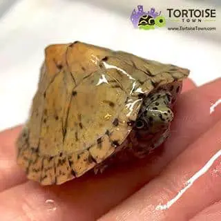 baby Razorback Musk turtle