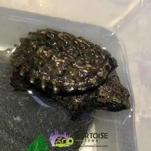 snapping turtle price