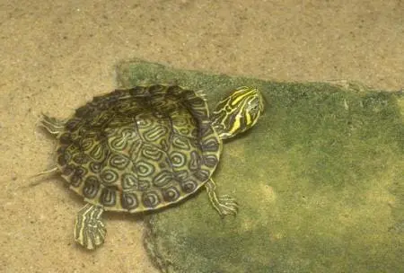 Hieroglyphic river cooter for sale