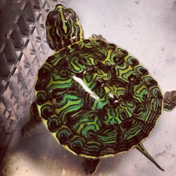 Mississippi Map Turtle for sale