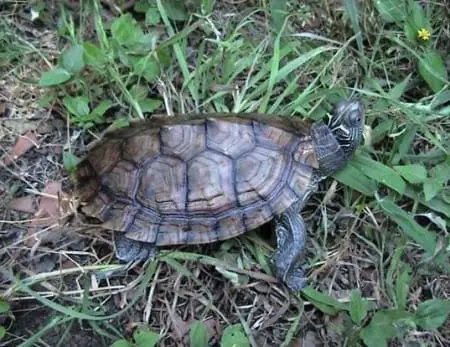 Mississippi map turtle for sale