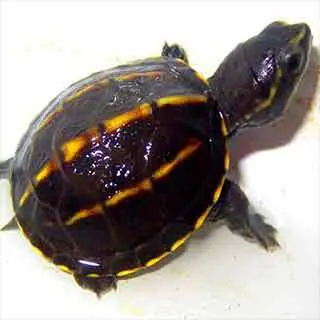 baby mud turtle