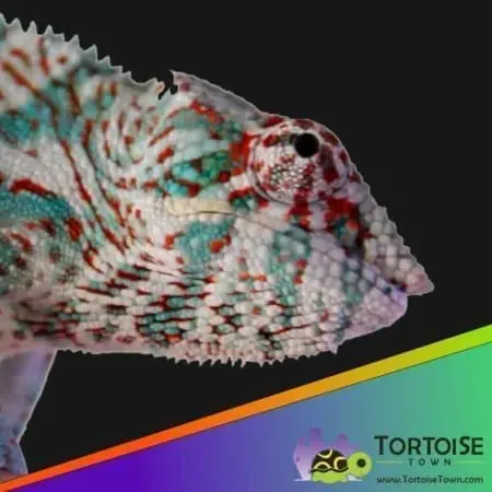 Nosy Faly panther chameleon