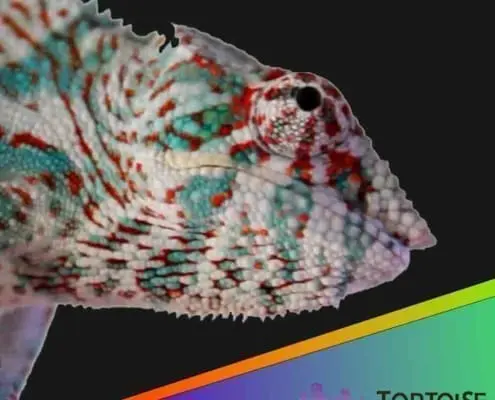 Nosy Faly panther chameleon