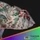 Nosy Faly panther chameleon