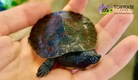 pink belly snapping turtle