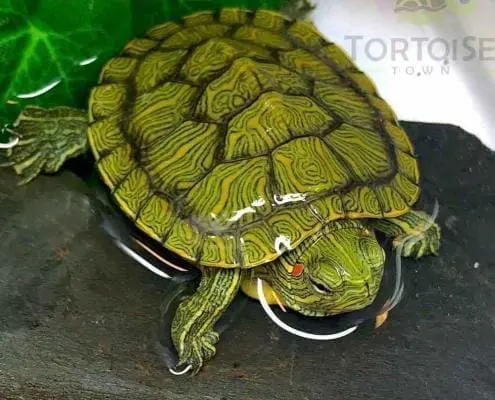 red ear slider for sale