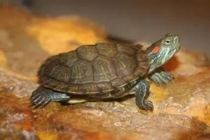 red ear sliders for sale