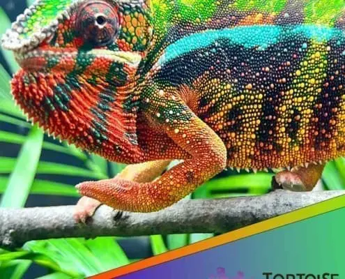 Sambava panther chameleon