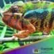 Sambava panther chameleon