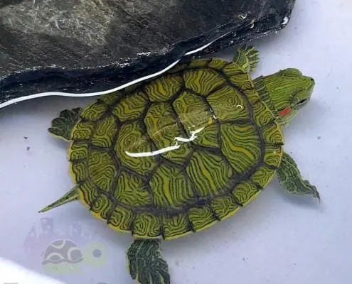 slider turtles for sale online