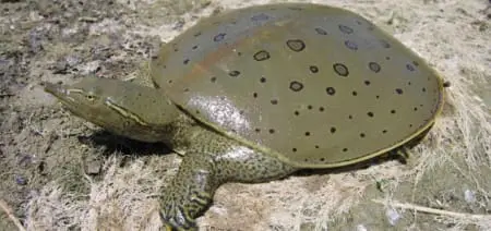 spiny softshell turtles for sale