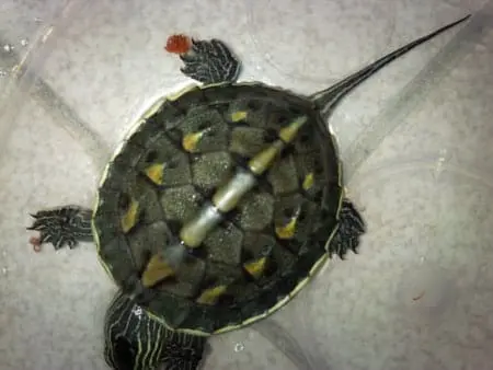 golden thread turtle