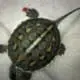 golden thread turtle
