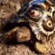 leopard tortoise for sale