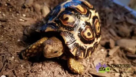 south african leopard tortoise