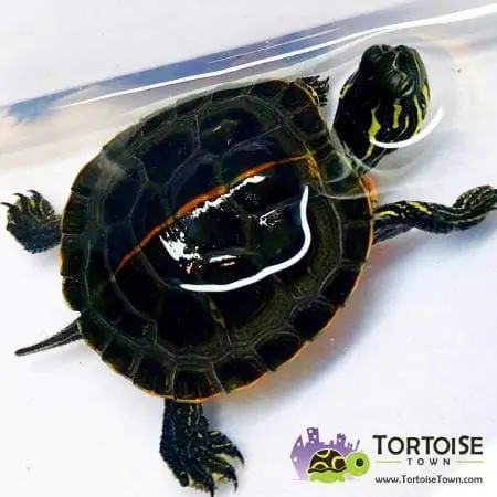 southern painted turtle