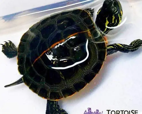 southern painted turtle