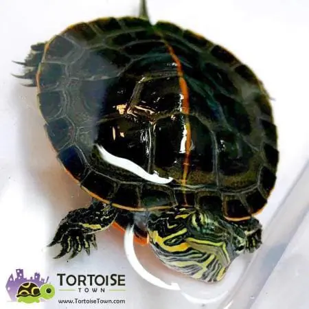 painted turtle for sale