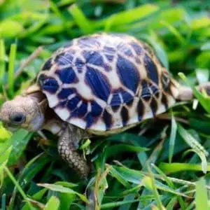 baby tortoises for sale