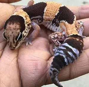 African fat tailed gecko for sale