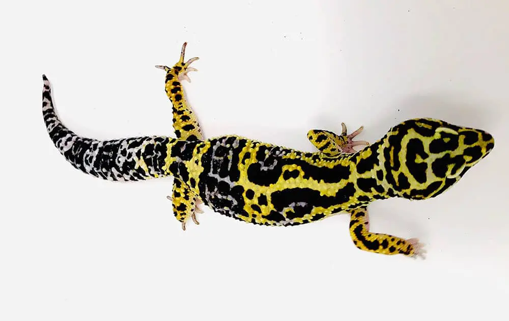 bold leopard gecko