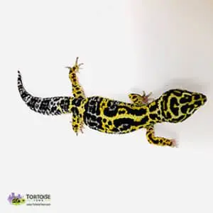 bold leopard geckos