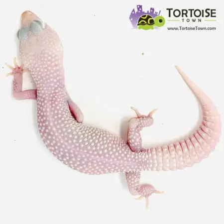 diablo blanco gecko