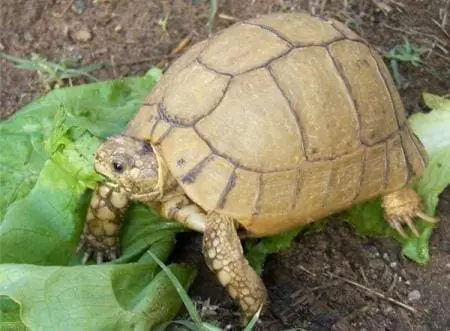 egyptian tortoise