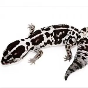 fat tail gecko breeder