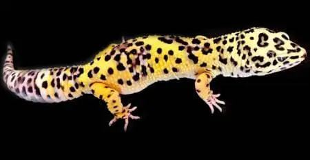 halloween bandit supergiant leopard gecko
