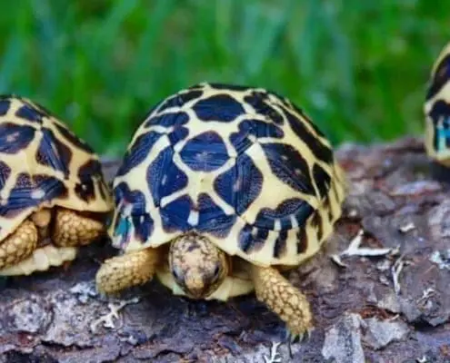 indian star tortoise