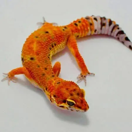 Inferno leopard gecko for sale - Image 2