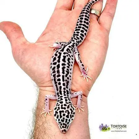 mack super snow leopard gecko