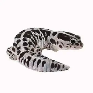fat tailed gecko breeders near me