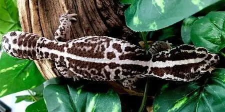 oreo fat tailed gecko