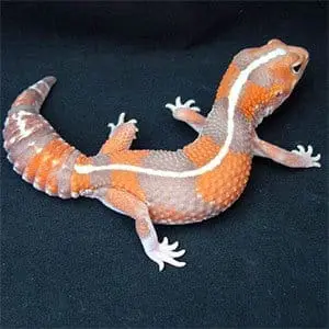 baby fat tailed gecko
