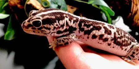fat tailed gecko for sale