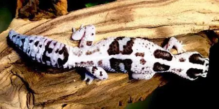 white out african fat tailed gecko