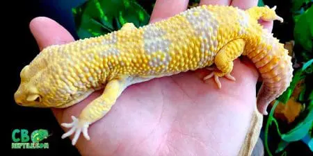 super giant leopard gecko for sale