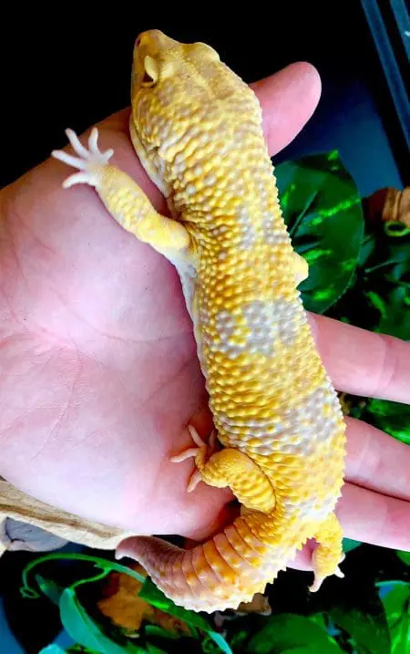 super giant leopard gecko for sale